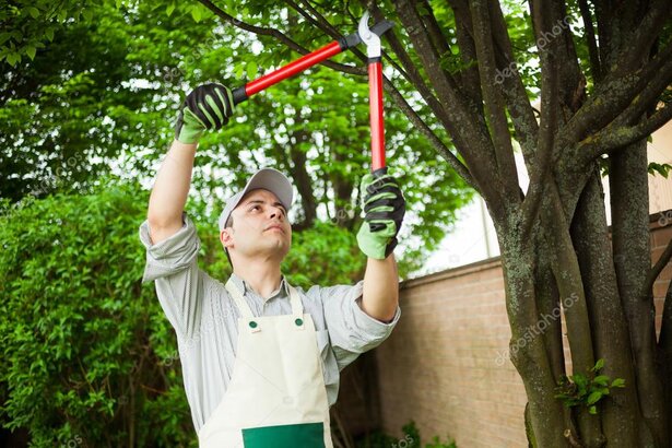 Arborista podando un árbol en un jardín de Madrid en temporada adecuada