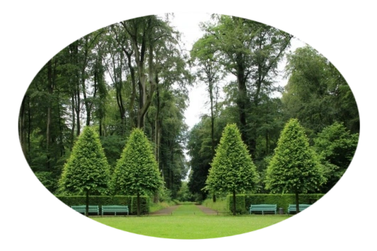 Arborista trabajando con cuerdas en la poda de un árbol en altura