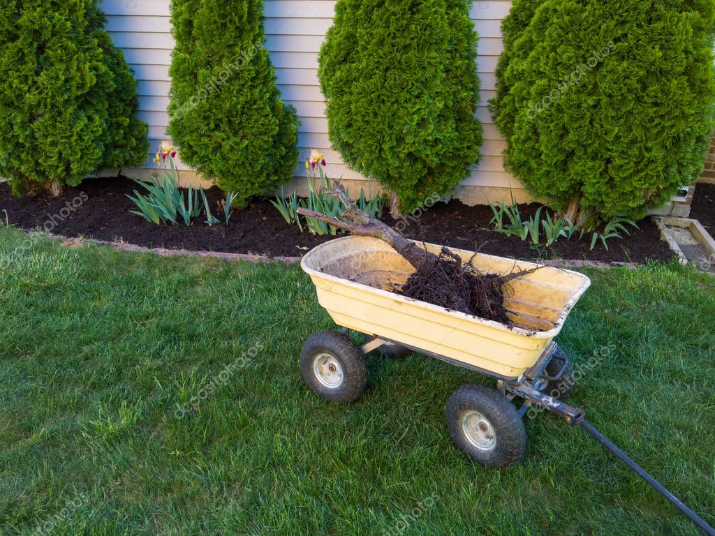 Retirada controlada de ciprés seco en patio interior de comunidad de vecinos