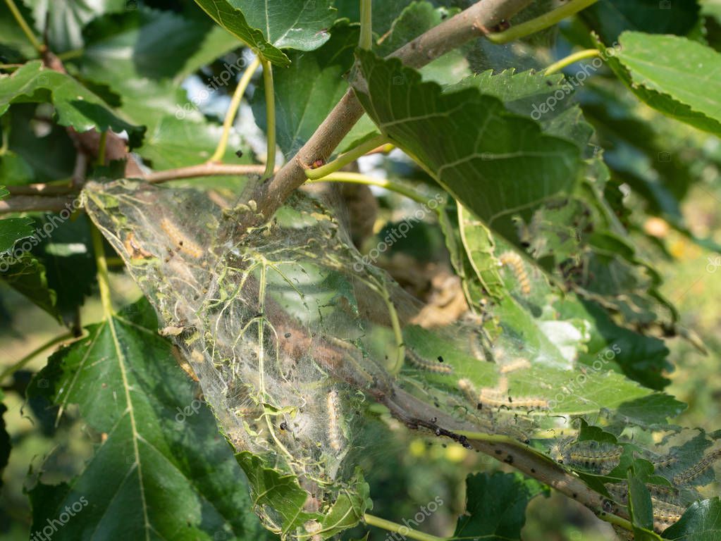 Revisión de hojas de un árbol afectado por plaga