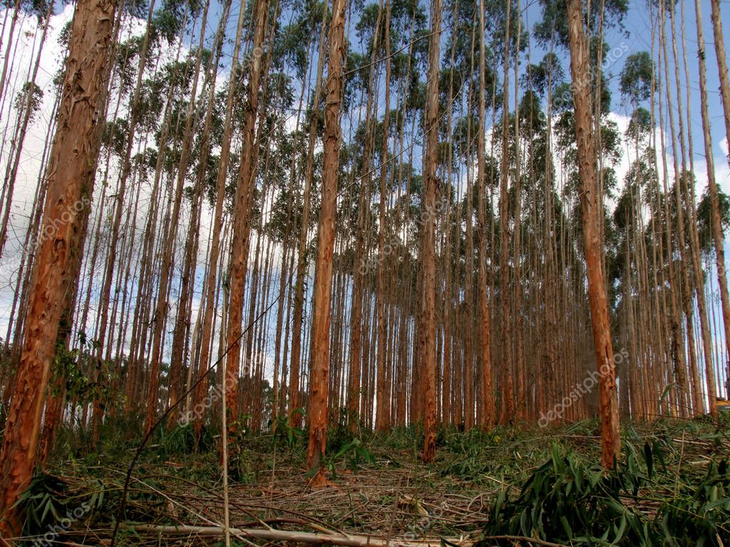 Tala de eucalipto inclinado sobre tejado de vivienda