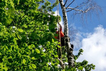 Tala controlada de un pino alto junto a edificios en Madrid
